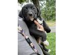 Adopt 55814914 a Labrador Retriever, Mixed Breed