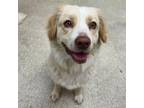 Adopt 55816896 a Border Collie, Mixed Breed