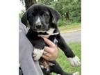 Adopt 55814918 a Labrador Retriever, Mixed Breed