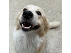 Adopt 55816868 a Great Pyrenees, Mixed Breed