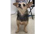 Adopt Mitzi a Yorkshire Terrier, Mixed Breed