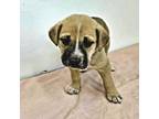 Adopt Scooter a Black Mouth Cur