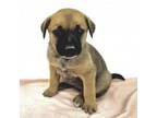 Adopt Sprite a Black Mouth Cur