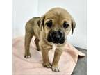 Adopt Shasta a Black Mouth Cur