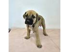 Adopt Spring a Black Mouth Cur