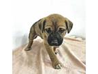 Adopt Skittles a Black Mouth Cur