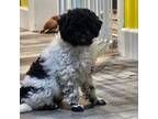Poodle (Toy) Puppy for sale in North Vernon, IN, USA