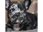 French Bulldog Puppy for sale in Crestview, FL, USA