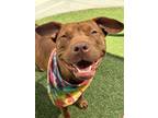 Adopt A-ha a Pit Bull Terrier, Mixed Breed