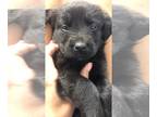 Rottweiler-American Pit Bull Terrier PUPPY FOR SALE ADN-782681 - RottPitt puppy