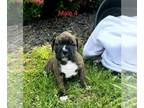 Boxer PUPPY FOR SALE ADN-782881 - AKC Male Brindle With White Markings Boxer