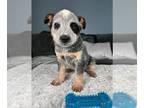 Australian Cattle Dog PUPPY FOR SALE ADN-782885 - Blue Heeler Puppy