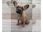 French Bulldog PUPPY FOR SALE ADN-782901 - Cookie
