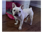 French Bulldog PUPPY FOR SALE ADN-782904 - Adult male stud