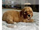 Goldendoodle PUPPY FOR SALE ADN-782915 - Phoebe