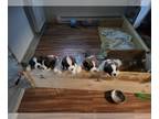 Saint Bernard PUPPY FOR SALE ADN-782920 - St Bernard Puppies for Sale