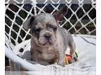 French Bulldog PUPPY FOR SALE ADN-782926 - Beautiful French Bulldog