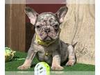 French Bulldog PUPPY FOR SALE ADN-782927 - Beautiful French Bulldog