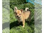 Pomimo PUPPY FOR SALE ADN-782935 - Girl 4