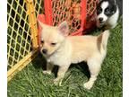 Pomimo PUPPY FOR SALE ADN-782936 - Girl 5