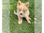 Pomimo PUPPY FOR SALE ADN-782939 - Girl 1