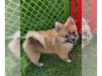 Pomimo PUPPY FOR SALE ADN-782942 - Girl 4