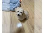 Maltipoo PUPPY FOR SALE ADN-782946 - Maltipoo 4 months