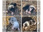 Pembroke Welsh Corgi PUPPY FOR SALE ADN-782949 - 3 adorable corgi pups left