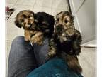 YorkiePoo PUPPY FOR SALE ADN-782951 - yorkiepoo puppies