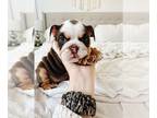 Bulldog PUPPY FOR SALE ADN-782952 - English Bulldog Female