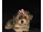 Poodle (Toy) Mix PUPPY FOR SALE ADN-782954 - Yorkipoo female