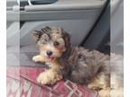 Poodle (Toy) Mix PUPPY FOR SALE ADN-782956 - Yorkipoo male