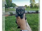Poodle (Toy)-Yorkshire Terrier Mix PUPPY FOR SALE ADN-782959 - Yorkipoo Puppy