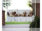 Golden Retriever PUPPY FOR SALE ADN-782975 - Golden Retriever Puppies