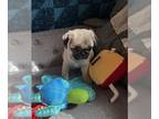 Pug PUPPY FOR SALE ADN-782976 - Pug puppy Beautiful Quality