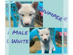 Siberian Husky PUPPY FOR SALE ADN-782978 - Thumper