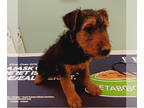 Airedale Terrier PUPPY FOR SALE ADN-782981 - Theodore the Airedale Terrier