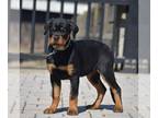 Rottweiler PUPPY FOR SALE ADN-782982 - AKC Rottweiler