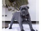 Cane Corso PUPPY FOR SALE ADN-782986 - ICCF Cane Corso