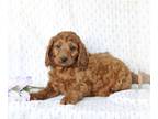 Irish Doodle-Poodle (Miniature) Mix PUPPY FOR SALE ADN-782991 - F1 Mini