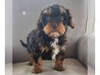 Cavapoo PUPPY FOR SALE ADN-782993 - F1 Cavapoo