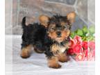 Yorkshire Terrier PUPPY FOR SALE ADN-782997 - ACA Yorkshire Terrier