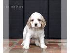 Cocker Spaniel PUPPY FOR SALE ADN-782998 - ACA Cocker Spaniel