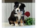 Miniature Australian Shepherd PUPPY FOR SALE ADN-783008 - Mini Australian