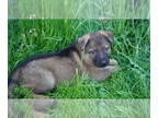 German Shepherd Dog PUPPY FOR SALE ADN-783013 - AKC German Shepherd