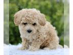 Bichpoo PUPPY FOR SALE ADN-783016 - F1 Bichpoo