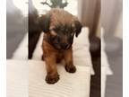 Soft Coated Wheaten Terrier PUPPY FOR SALE ADN-783020 - Soft Coated Wheaten