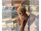 Poodle (Toy) PUPPY FOR SALE ADN-783027 - Toy poodle