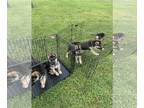 German Shepherd Dog-Siberian Husky Mix PUPPY FOR SALE ADN-783034 - Shepsky