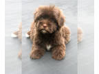 Havanese PUPPY FOR SALE ADN-783047 - AKC Champion Lines Males
